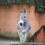 Neuer Somali-Wildesel-Hengst im Erlebnis-Zoo Hannover eingetroffen