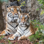 Gestreiftes Glück: Tiger-Nachwuchs im Tierpark Berlin    