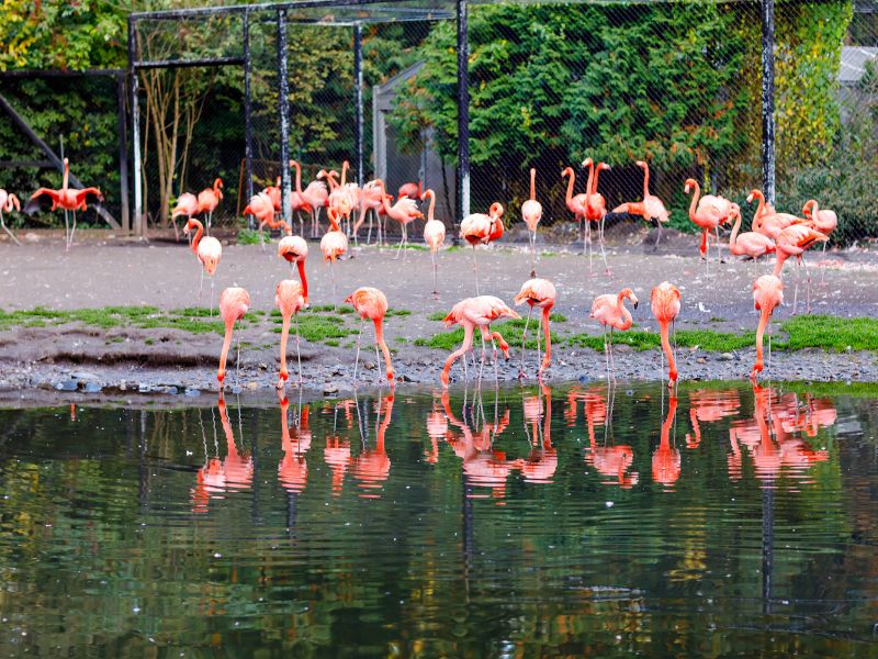 Weltvogelpark Walsrode