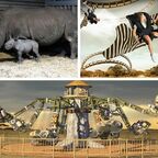 Serengeti-Park startet am 16. März in die Jubiläumssaison