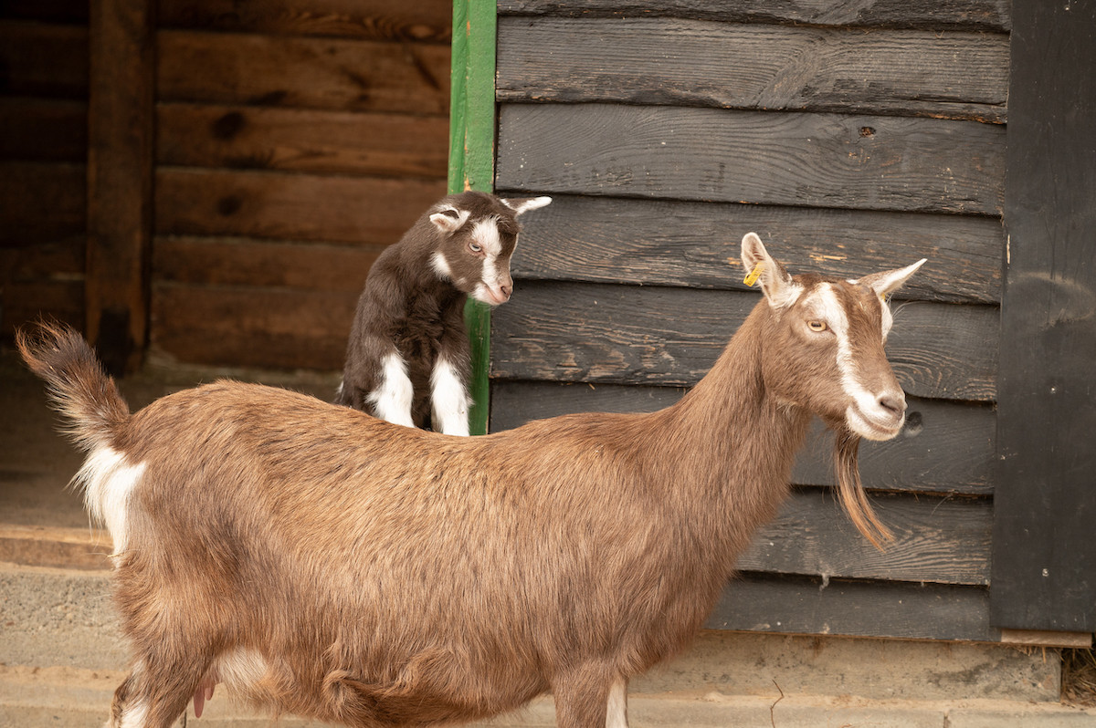 Neue tierische Highlights zum Saisonstart im Zoo Berlin